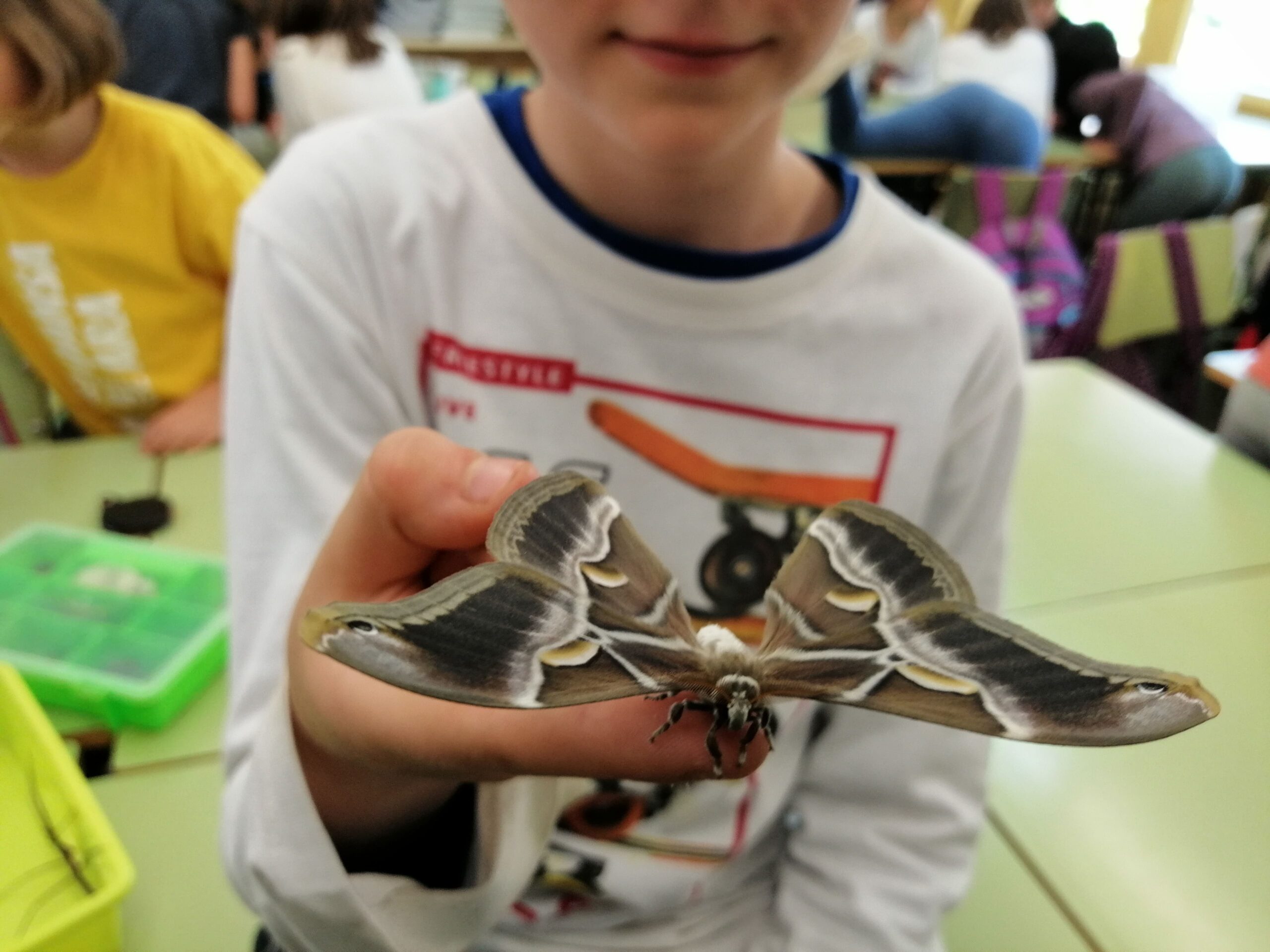 Mira, toca i descobreix els invertebrats - Imatge 2