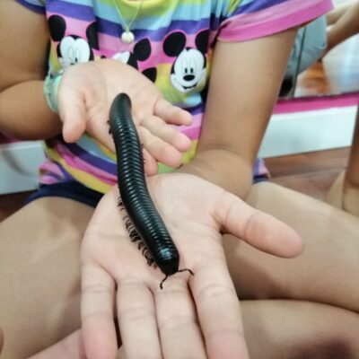 Mira, toca i descobreix els invertebrats
