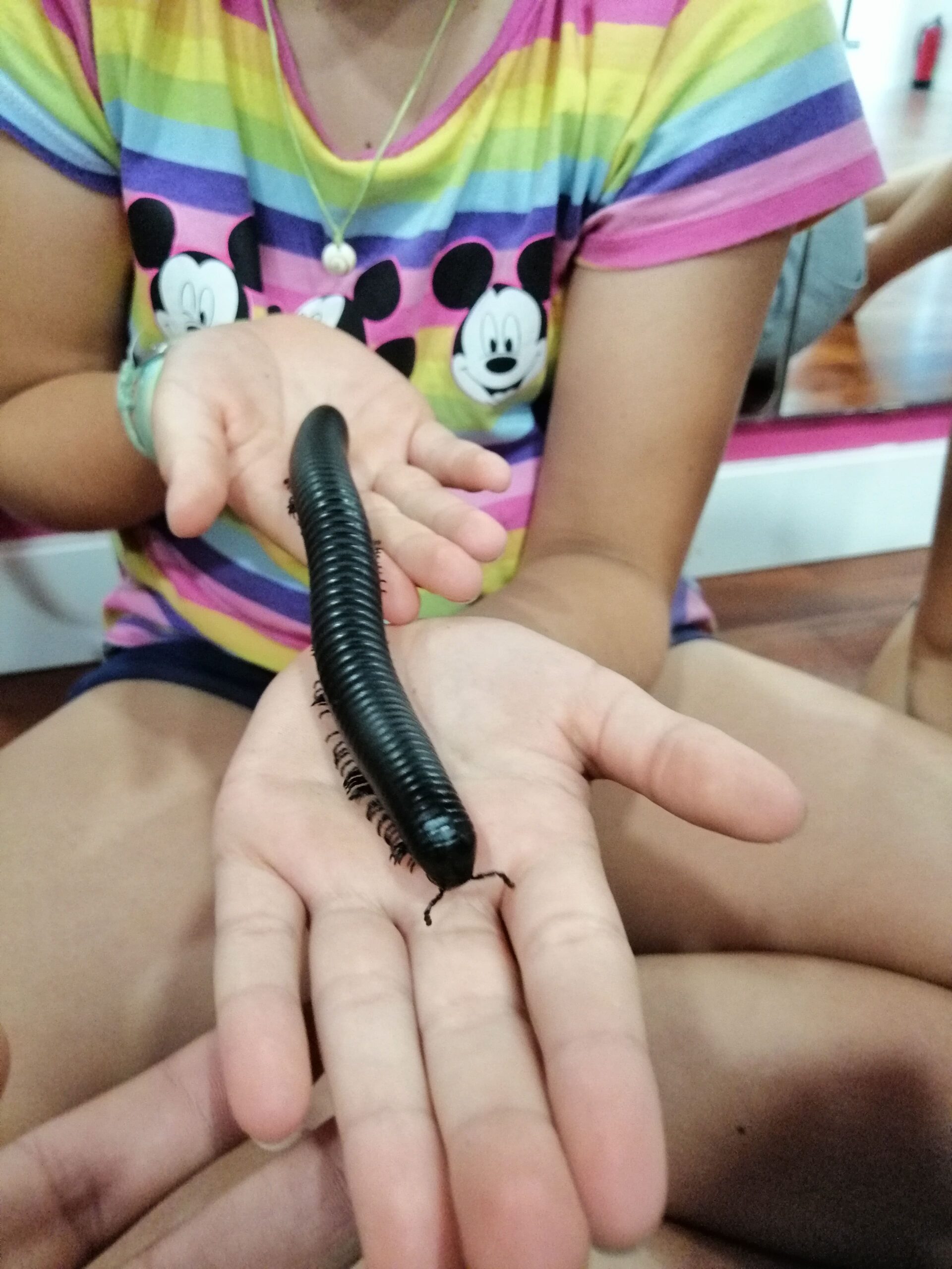 Mira, toca i descobreix els invertebrats